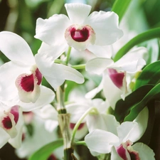 White, orchids