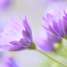 Osteospermum, purple, Flowers