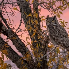 trees, owl, Great Horned Owl