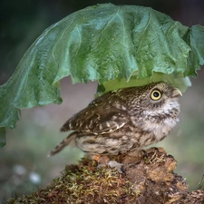 owl, leaf