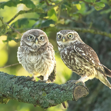 Owls, branch, Lod on the beach, Little Owl