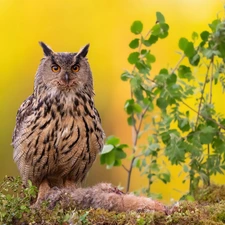 Bird, Eurasian Eagle-Owl, Plants, owl