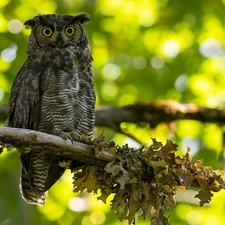 branch, Leaf, eagle-owl, trees, owl