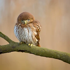 Bird, Eurasian Pygmy Owl, branch, owl