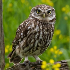 rapprochement, owl, Little Owl