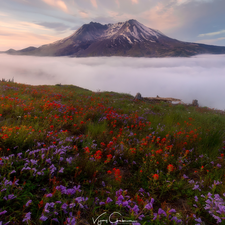 Volcano Mount St. Helens, Cascade Mountains, Meadow, Flowers, Washington State, The United States, Mountains, Fog, Indian Paintbrush