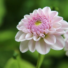 pale pink, Dalia