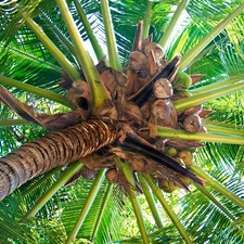 coconuts, Palm