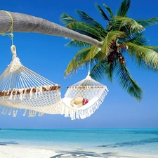 Palm, Beaches, Hammock