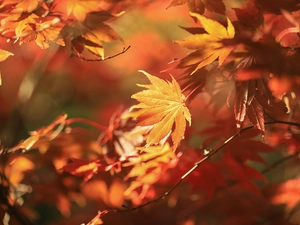 Maple Palm, Leaf, Twigs, Red