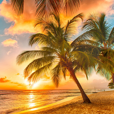 sea, sun, Palms, west