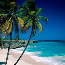 Palms, sea, Waves