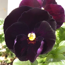 pansies