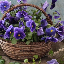 pansies, basket, bouquet