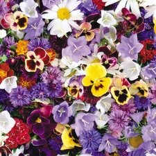 different, Flowers, pansies, color