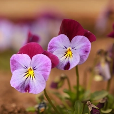 Flowers, Two cars, pansies