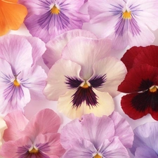 Flowers, pansies