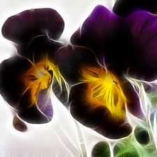 purple, pansies