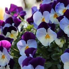 pansies, White, purple