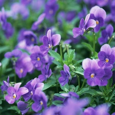 purple, pansies