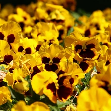 Yellow, pansies