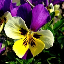 color, pansy