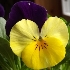 trichromatic, Colourfull Flowers, pansy
