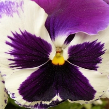 pansy, purple, White