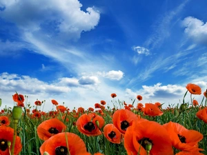 blue, Red, papavers, Sky