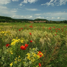 papavers, Meadow, corn