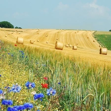 papavers, cornflowers, Meadow, corn, Field