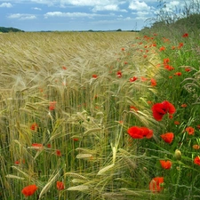 Field, grass, papavers, corn