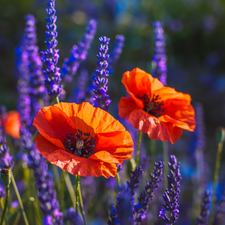 papavers, lavender