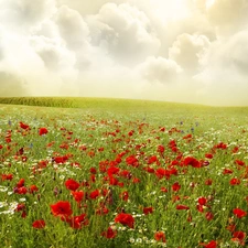 papavers, clouds, Meadow