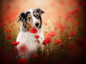 dog, papavers, Meadow, Australian Shepherd