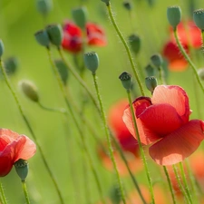 Red, papavers