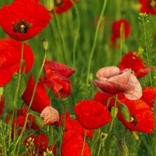 Red, papavers