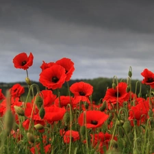 Red, papavers