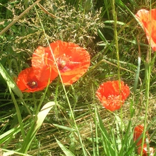 papavers, Meadow, Red