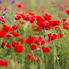 papavers, Meadow, Red