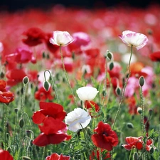 papavers, White, Red