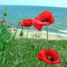 sea, Red, papavers, grass