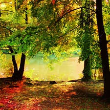 park, Pond - car, viewes, ##, trees