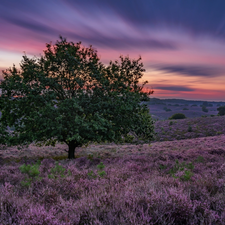 Province of Gelderland, Netherlands, clouds, heathers, trees, Veluwezoom National Park, heath, Sunrise