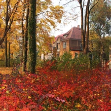 Park, Houses, Autumn, Leaf, color