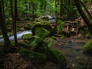 Rainforest, Australia, stream, Stones, Palms, Nightcap National Park