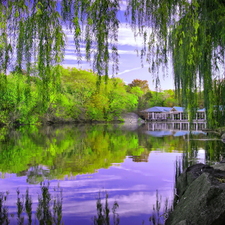 Central Park, New York, trees, viewes, Pond - car