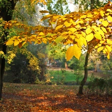 Yellow, Leaf, Park, Autumn
