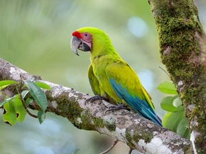 parrot, trees, Lod on the beach, Great green macaw