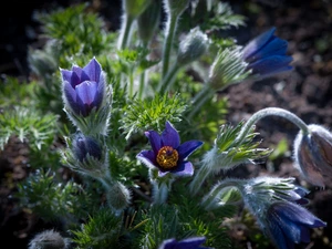 pasque, Flowers, Blue